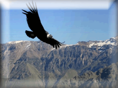 Condor de los Andes